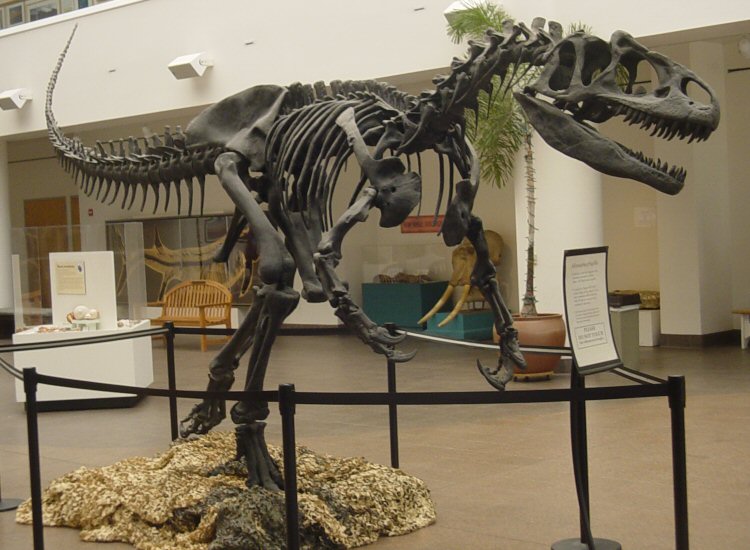Jurský postrach jménem Allosaurus zřejmě nebyl dravec ale mrchožrout